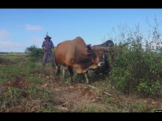 ⁣Info Martí | La debacle del sector agropecuario cubano