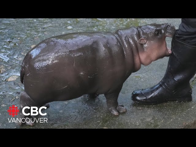 ⁣From Moo Deng the pygmy hippo to Pesto the penguin, these baby zoo animals are going viral