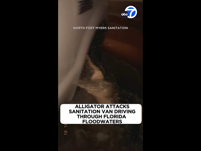 ⁣Alligator attacks sanitation van driving through FL floodwaters