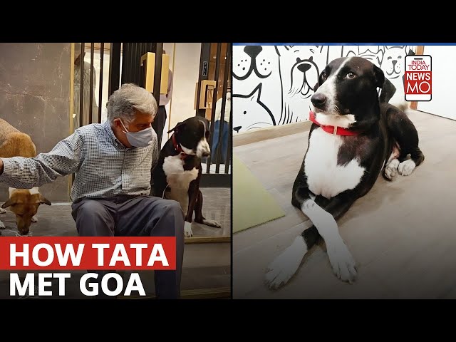 ⁣Ratan Tata and Goa: A Story of Loyalty and Love