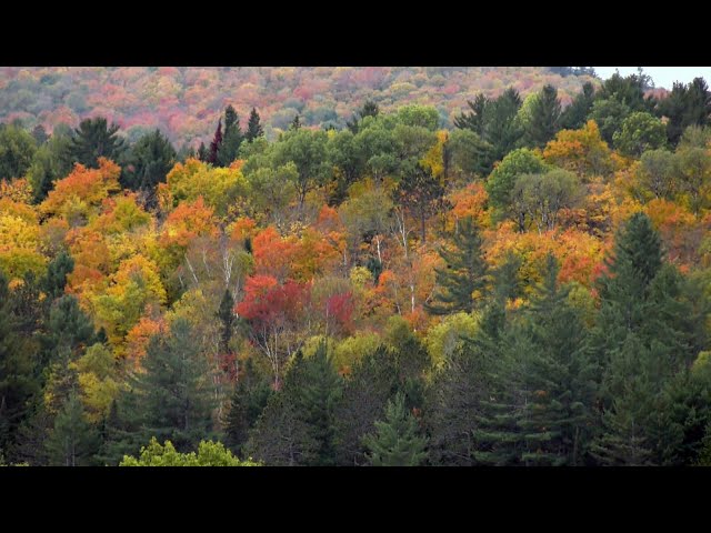 ⁣Fall colours on full display in Algonquin Park but day  passes are in short supply