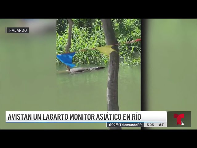 ⁣Intentan atrapar enorme lagarto grabado en Fajardo