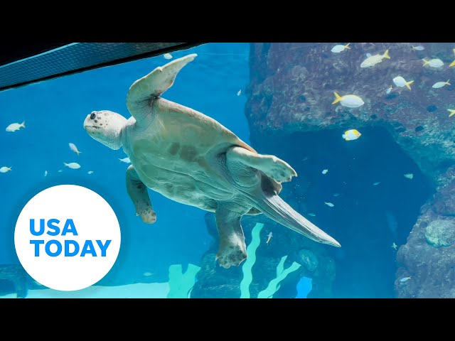 ⁣The Florida Aquarium checks on the animals and facilities after Hurricane Milton | USA TODAY