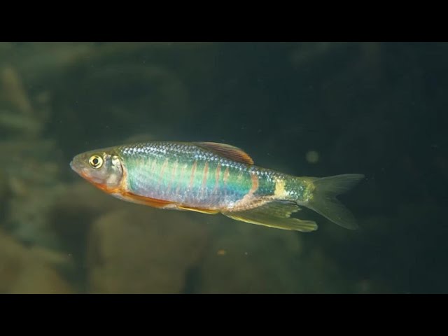 ⁣New fish species found in east China