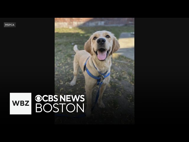 ⁣MSPCA helping animals affected by Hurricane Helene in North Carolina