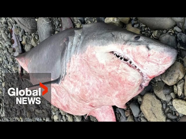 ⁣Rare great white shark washes up dead on BC beach