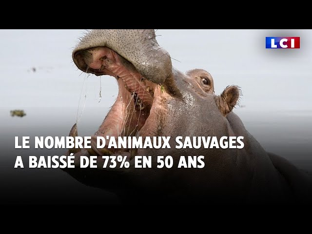 ⁣Le nombre d'animaux sauvages a baissé de 73% en 50 ans : le rapport alarmant de WWF