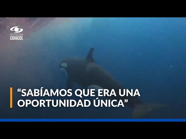 ⁣Buzo que avistó orcas en Malpelo relató su gran experiencia: “Estaba con el corazón a mil”