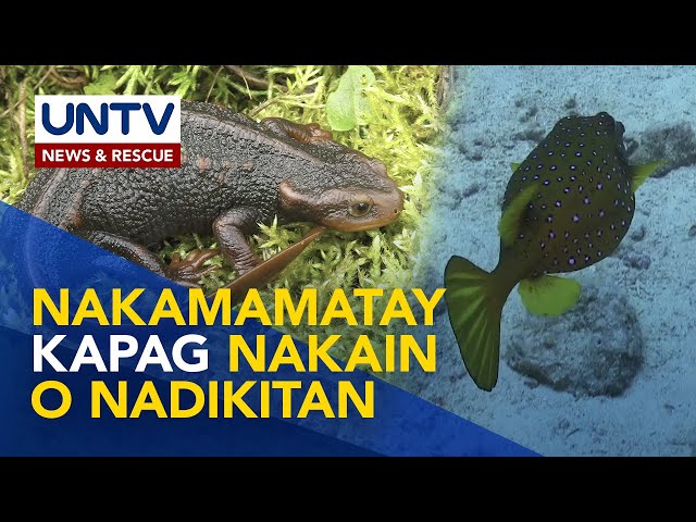 ⁣Alamin: ilan sa mga nakamamatay na mga hayop o poisonous animals | Wonders of Creation