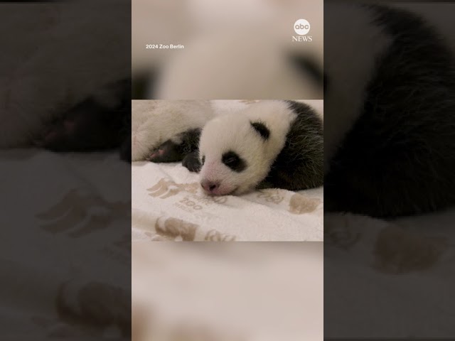 ⁣Panda cubs open their eyes for the first time