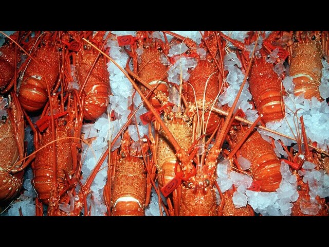 ⁣Australia's lobster industry ready to pick up with China soon to lift trade ban