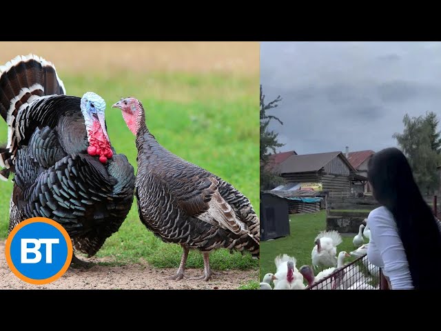 ⁣WATCH: This woman can actually 'talk' to turkeys