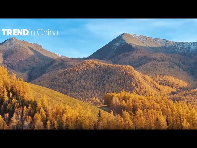 ⁣Golden autumn in NW China's Xinjiang