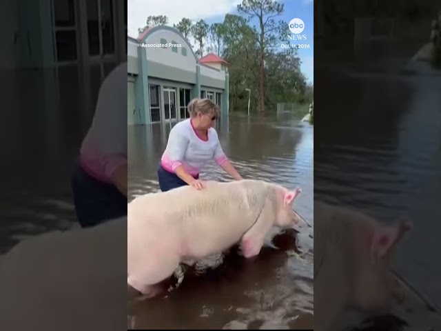 ⁣Pig rescued from floodwaters after Hurricane Milton