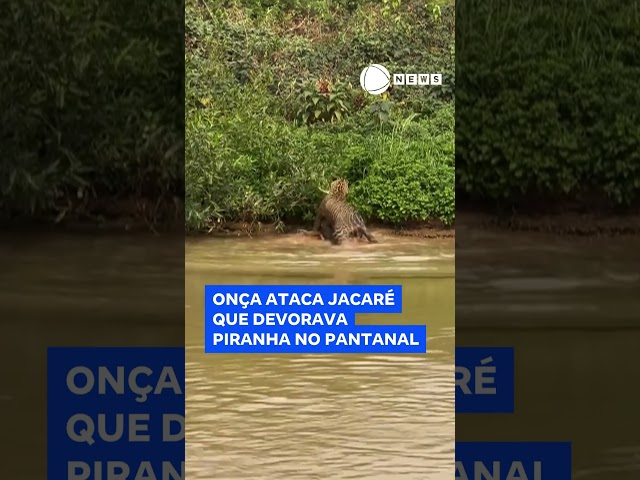 ⁣Onça ataca jacaré que devorava piranha no Pantanal.  #RecordNews