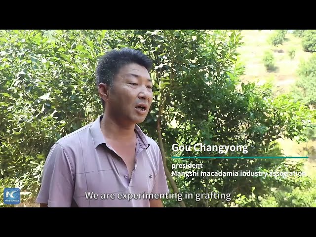 ⁣Mountain farmers go nuts for macadamia farming in Yunnan, China