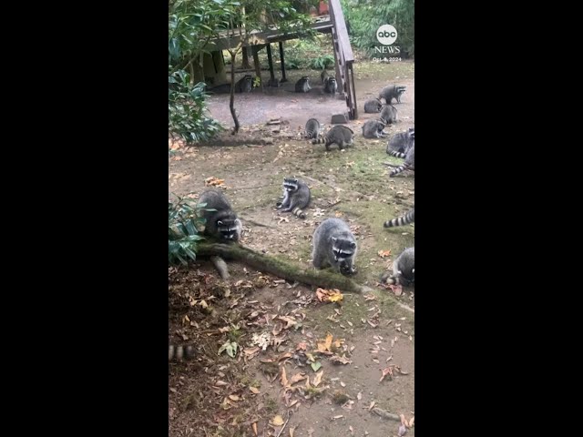 ⁣‘Food, please!’ more than 100 raccoons ask as they descend on woman’s home