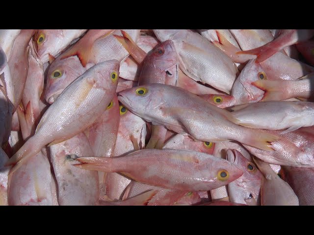 ⁣Fisherfolk gearing up for fishing season