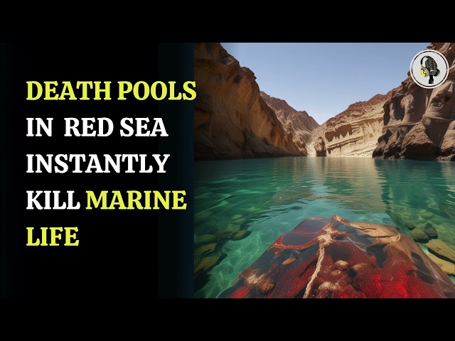 ⁣DEATH POOLS IN RED SEA INSTANTLY KILL MARINE LIFE | WION Podcast