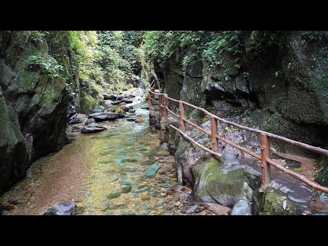 ⁣Live: Explore the alluring Ailao Mountains in SW China