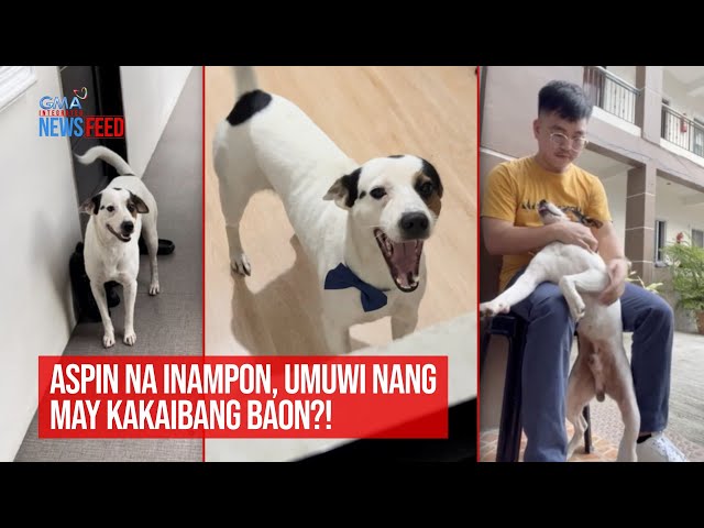 ⁣Aspin na inampon, umuwi nang may kakaibang baon?! | GMA Integrated Newsfeed