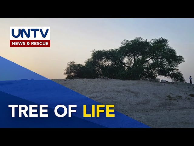 ⁣Alamin: kamangha-manghang puno na nabubuhay sa gitna ng disyerto, ang 'Tree of Life' | Now