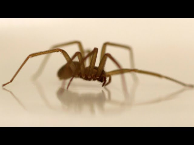 ⁣Why October is the month of eight-legged home intruders | EXPLAINED