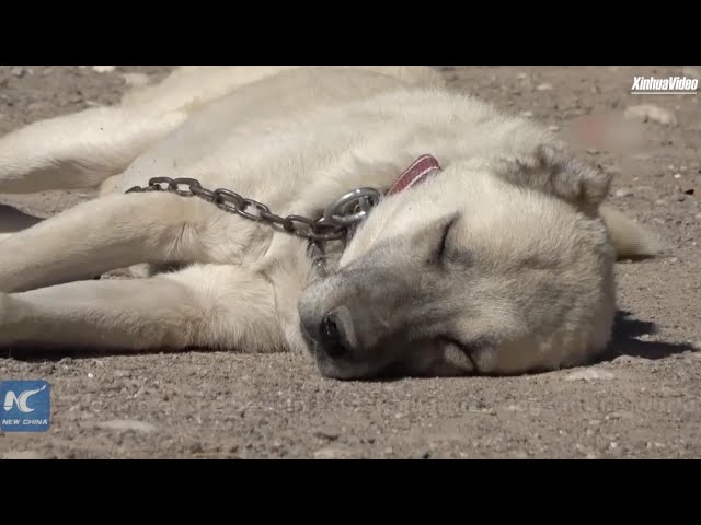 ⁣Climate change impacting Turkish Kangal dogs: expert