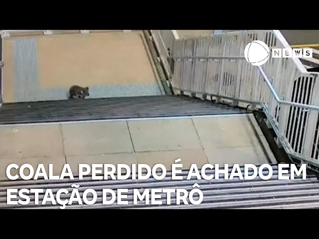 ⁣Coala perdido é encontrado em estação de metrô na Austrália