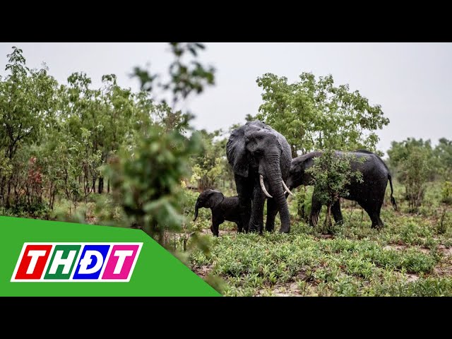 ⁣Hai nước Châu Phi g.i.ế.t mổ hàng trăm loài động vật hoang dã để nuôi dân | THDT