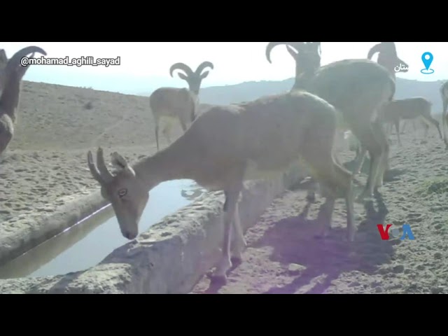 ⁣آب خوردن قوچ‌ها و میش‌ها در تپه ماهورهای پارک ملی گلستان