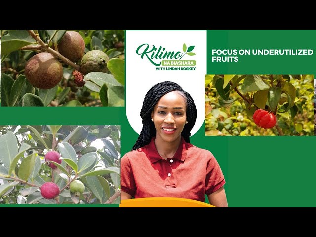 ⁣Focus On Underutilized Fruits  | Kilimo na Biashara