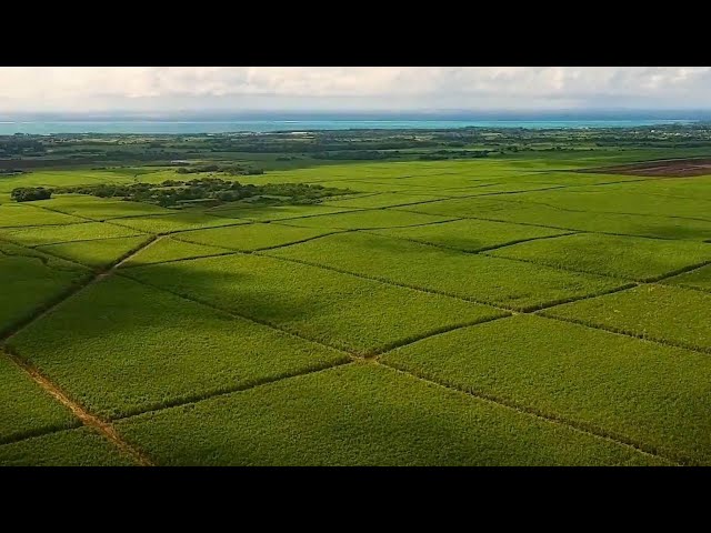 ⁣GLOBALink | "Sweet Island" sets sights on Chinese market for sugar export