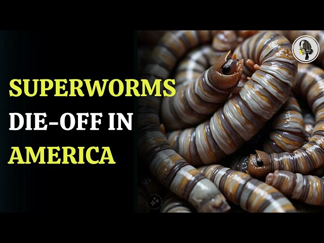 ⁣Scientists Identify the Cause of Superworm Die-Off in the US | WION Podcast