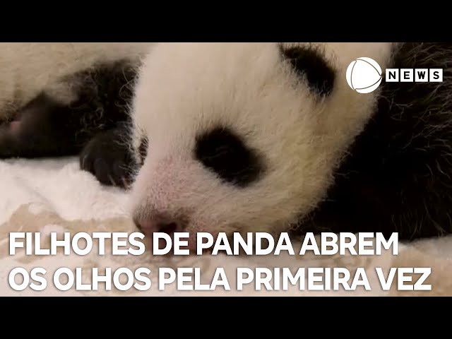 ⁣Filhotes de panda abrem os olhos pela primeira vez na vida