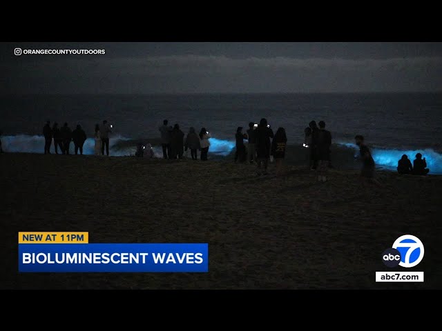 ⁣Bioluminescent waves captured in Newport Beach