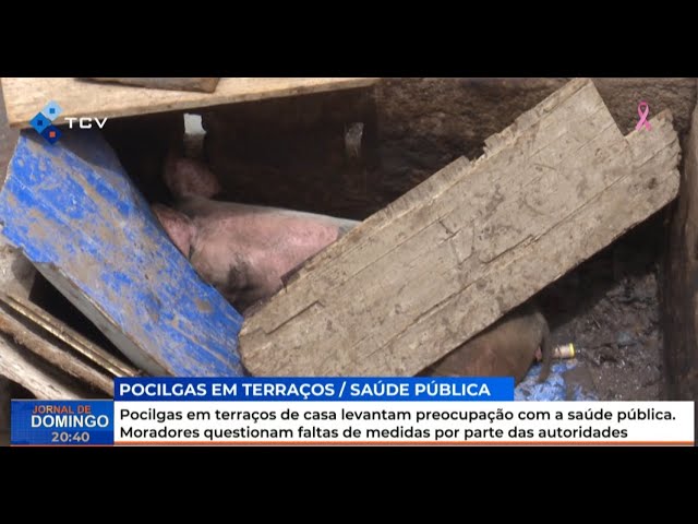 ⁣Pocilgas em terraços de casa levantam preocupação com a saúde pública