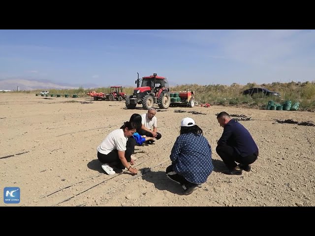 ⁣Technologies support winter wheat planting in Xinjiang