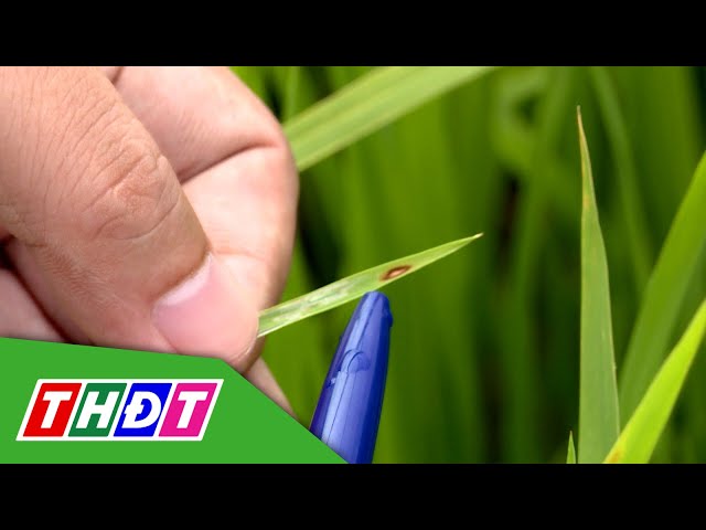 ⁣Quản lý bệnh đạo ôn lúa | Syngenta Thông tin nông nghiệp - 13/10/2024 | THDT