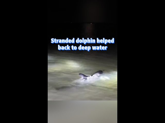 ⁣Stranded dolphin helped back to deep water in China's Guangxi