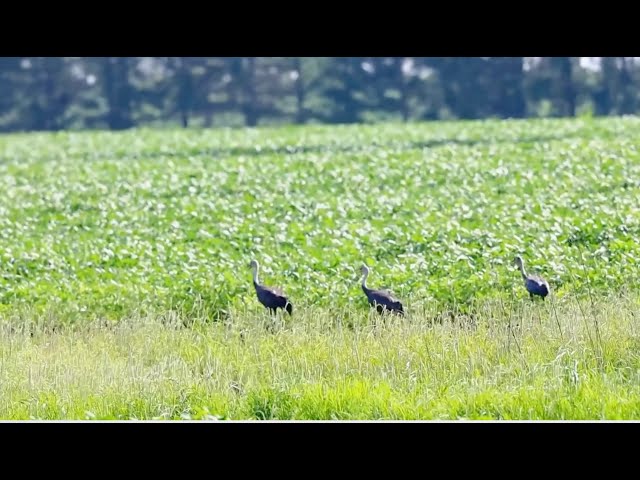 ⁣Migratory birds arrive at wetland in Heilongjiang, NE China