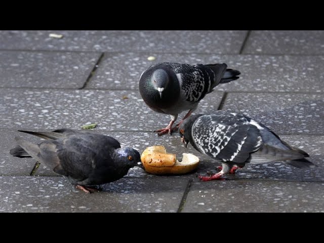 ⁣À Bruxelles, des graines contraceptives pour réguler la population des pigeons