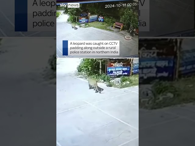 ⁣Moment CCTV captures leopard strolling past police station