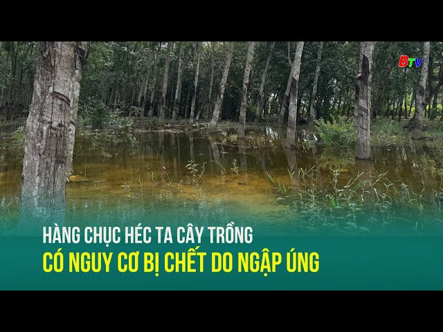 ⁣Hàng chục héc ta cây trồng có nguy cơ bị chết do ngập úng