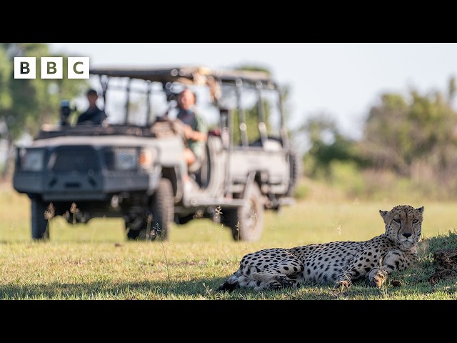 ⁣Behind the scenes with the Big Cats 24/7 film crew    - BBC