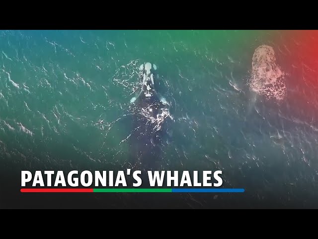 ⁣Off Patagonian coast, whales and their calves dive deep for food