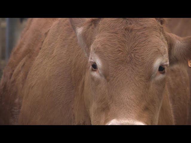 ⁣Agriculture : des vaches pour l'Arménie