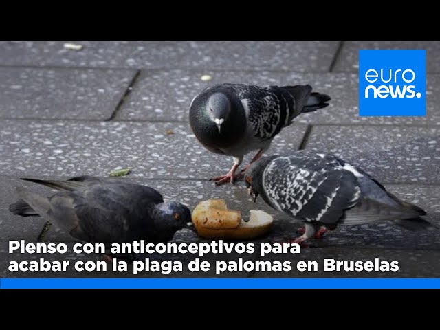 ⁣Bruselas usa semillas anticonceptivas para regular la población de palomas