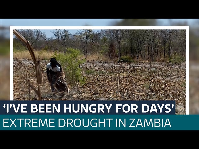 ⁣Drought 'caused by climate change' leaves Zambians on the cusp of hunger crisis | ITV News