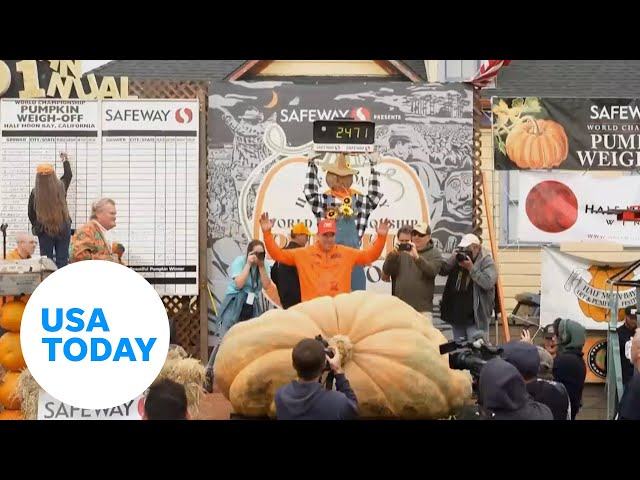 ⁣Massive pumpkins take center stage at Half Moon Bay Pumpkin weigh-off | USA TODAY